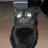 Foosa Dee Cat