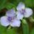 spiderwort