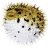 blowfish888