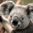 Koala Koala