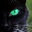 Willow Kitty90