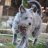 javadog57