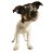 tinydog1234