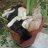 Krazy Kat555