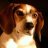Beaglenut