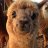Al Paca
