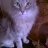 sher_feralfeline