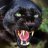Black Panther0