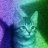 Rainbowcats 23465