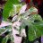 PlantGuy
