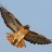 hawkswoopa